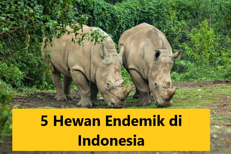 5 Hewan Endemik di Indonesia