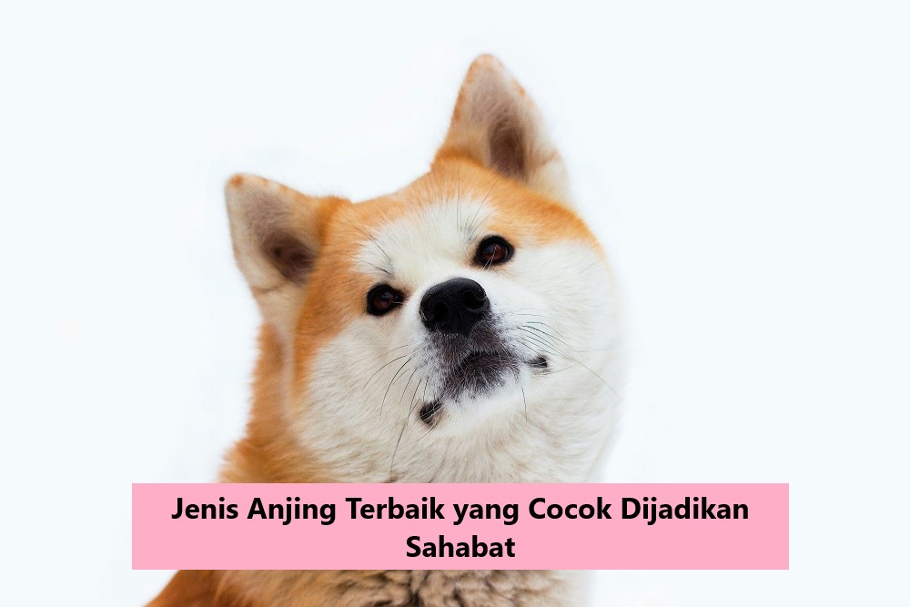 Jenis Anjing Terbaik yang Cocok Dijadikan Sahabat